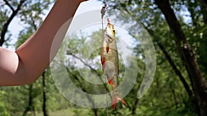 Close Up, Caught Freshwater Big Fish Rudd Hanging on a Fishing Hook with Baits