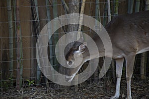 Close up of a Cautious Doe