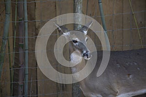 Close up of a Cautious Doe