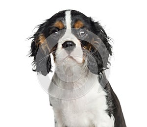 Close-up of a Cavalier King Charles, 3 months old