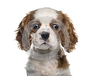 Close-up of a Cavalier King Charles, isolated