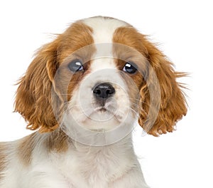 Close-up of a Cavalier King Charles Puppy, 2 months old