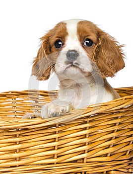 Close-up of a Cavalier King Charles Puppy, 2 months old, in wick er basket