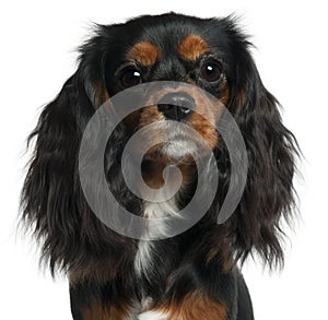 Close-up of Cavalier King Charles Spaniel