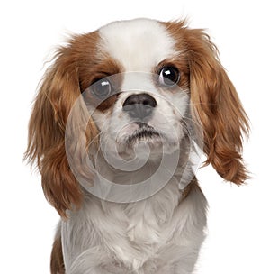 Close-up of Cavalier King Charles Spaniel