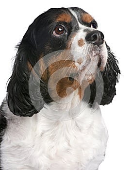 Close-up Cavalier King Charles Spaniel