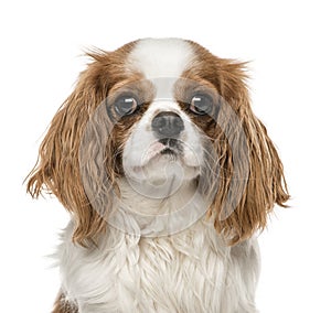 Close-up of Cavalier King Charles Spaniel, isolated on white