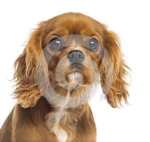 Close-up of a Cavalier King Charles Spaniel puppy, 5 months old