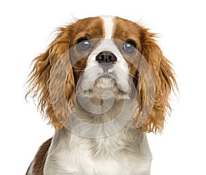 Close-up of a Cavalier King Charles Spaniel puppy, 5 months old