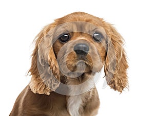 Close-up of Cavalier King Charles Spaniel puppy