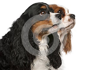 Close-up of Cavalier King Charles Spaniels