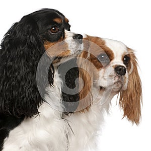 Close-up of Cavalier King Charles Spaniels