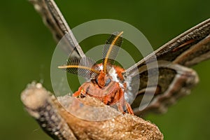 Cecropia Moth -Hyalophora cecropia