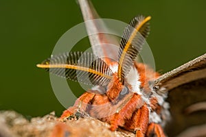 Cecropia Moth -Hyalophora cecropia