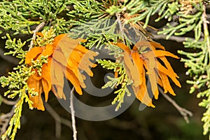 Cedar Apple Rust - Gymnosporangium juniperi-virginianae photo