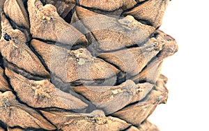 Close-up of a cedar cone on a white background