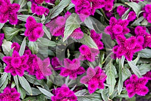 Close up of Celosia argentea