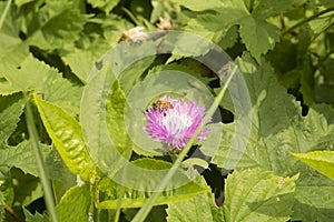 close-up: Centaurea flower with a bee collecting honey dew