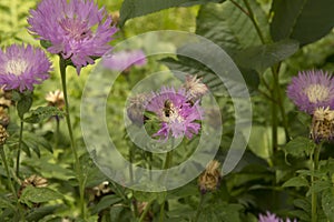 close-up: Centaurea flower with a bee collecting honey dew