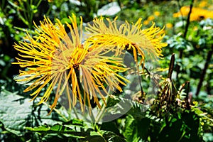 Close up of Centaurea macrocephala among lush meadow