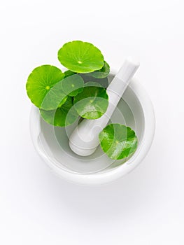 Close up centella asiatica leaves with white mortar isolated on white background top view