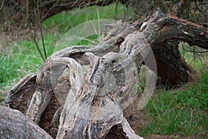Close up of a centenarian taray. Beautiful tre at Tablas de Daimiel National Park. Ciudad Real, Spain