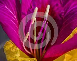 Close up of center of bright magenta orchid tree blossom photo