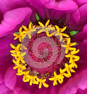 Pistils and stamens in the center of a flower