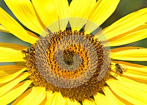 Two honey bees on a giant sunflower blooming