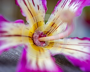 Close up of center of an orchid tree blossom. Vibrant colors