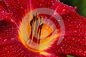 Close up center of red daylilly in rain storm.