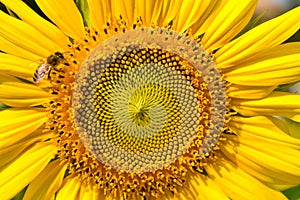 Close-up of center of sunflower blooming with honey bee perching on it