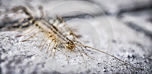 A close-up of a centipede
