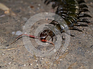 Close up of Centipedes on the ground