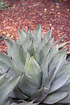 Close-up of century plant (agave) in rock garden