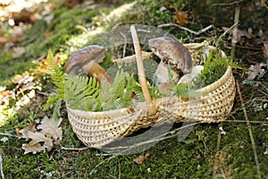 Close-up of ceps in basket photo