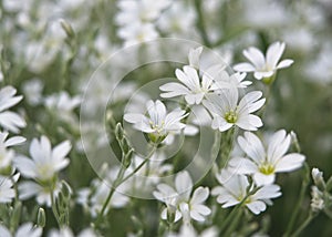 Close-up of Cerastium arvense or field chickweed