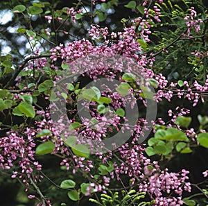 A Close up of Cercis siliquastrum Judas Tree in flower