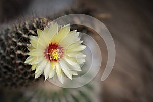 Cereus cactus flower with yellow-red is blooming on the top in the rock garden