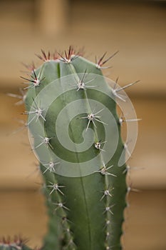 Close up of cereus cactus with its unpleasantly sharp pricks