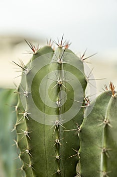 Close up of a cereus cactus with many sharp needle like spines