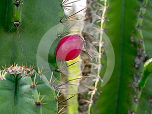 Close up of Cereus tetragonus plant