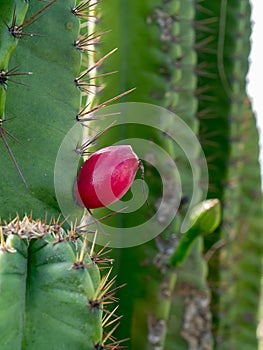 Close up of Cereus tetragonus plant