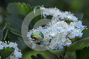 Close up Cetonia aurata, or the green rose chafer