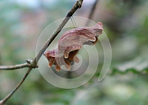 Close up of a Ceylon rose butterfly`s brown colour wired shape cocoon on a tree branch