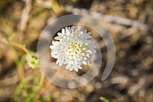 Close up of Chaenactis fremontii (Fremont's pincushion or Desert pincushion) wildflower, Anza Borrego Desert State Park, photo