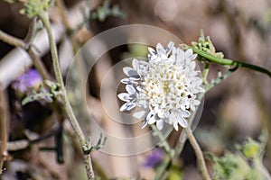 Close up of Chaenactis fremontii Fremont`s pincushion or Desert pincushion wildflower, Anza Borrego Desert State Park, photo
