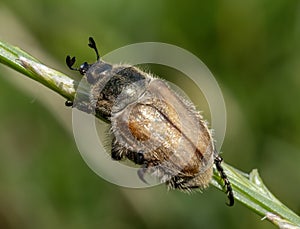Close-up with Chaetopteroplia segetum bug