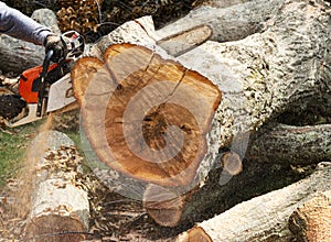 Close up of chainsaw cutting up large tree trunk after storm