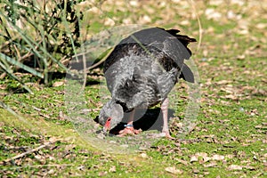 Close-up of a chaja. Argentinian animals